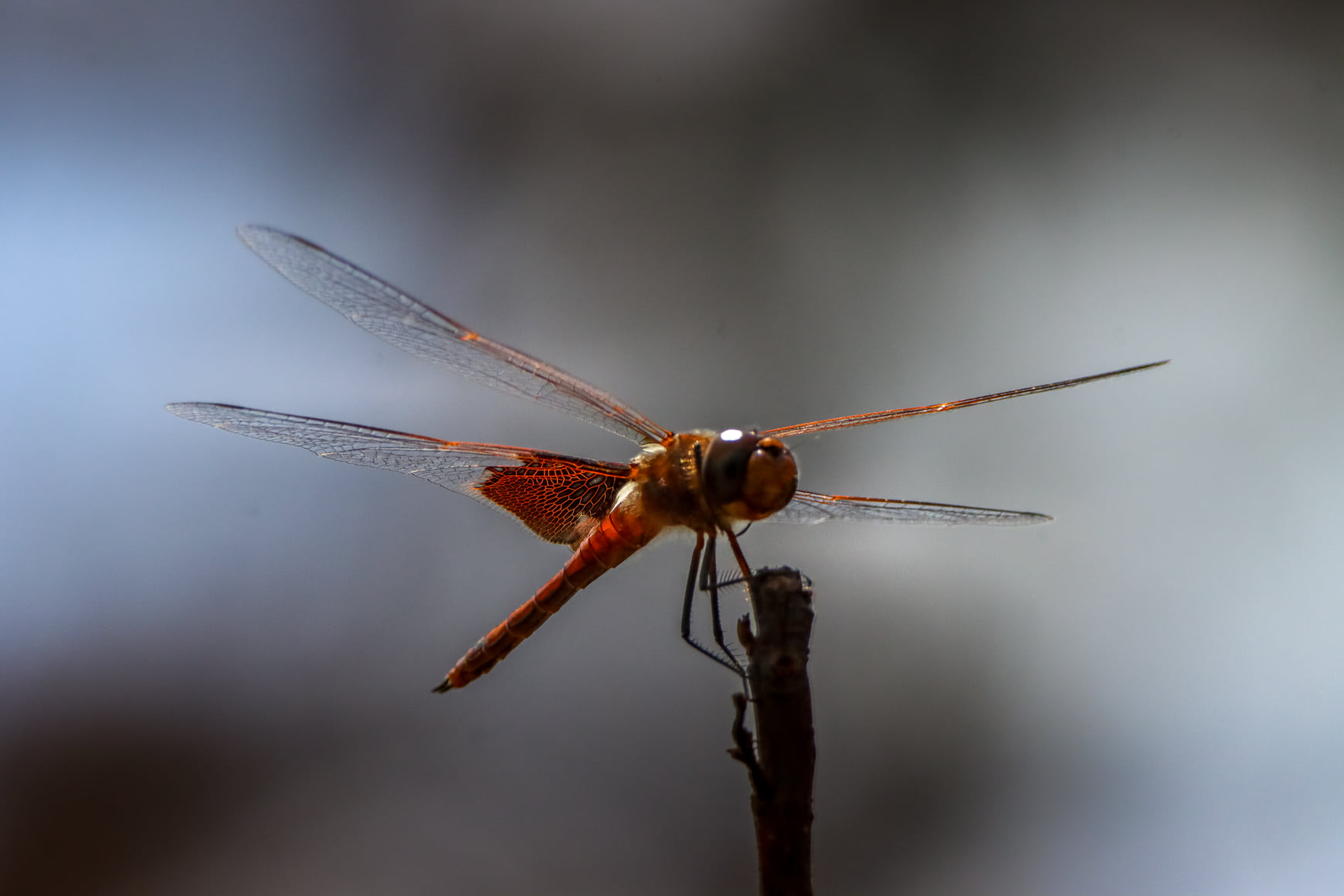 things-to-do-in-Brooksville-FL-Environmental-Area-Chinsegut-Wildlife