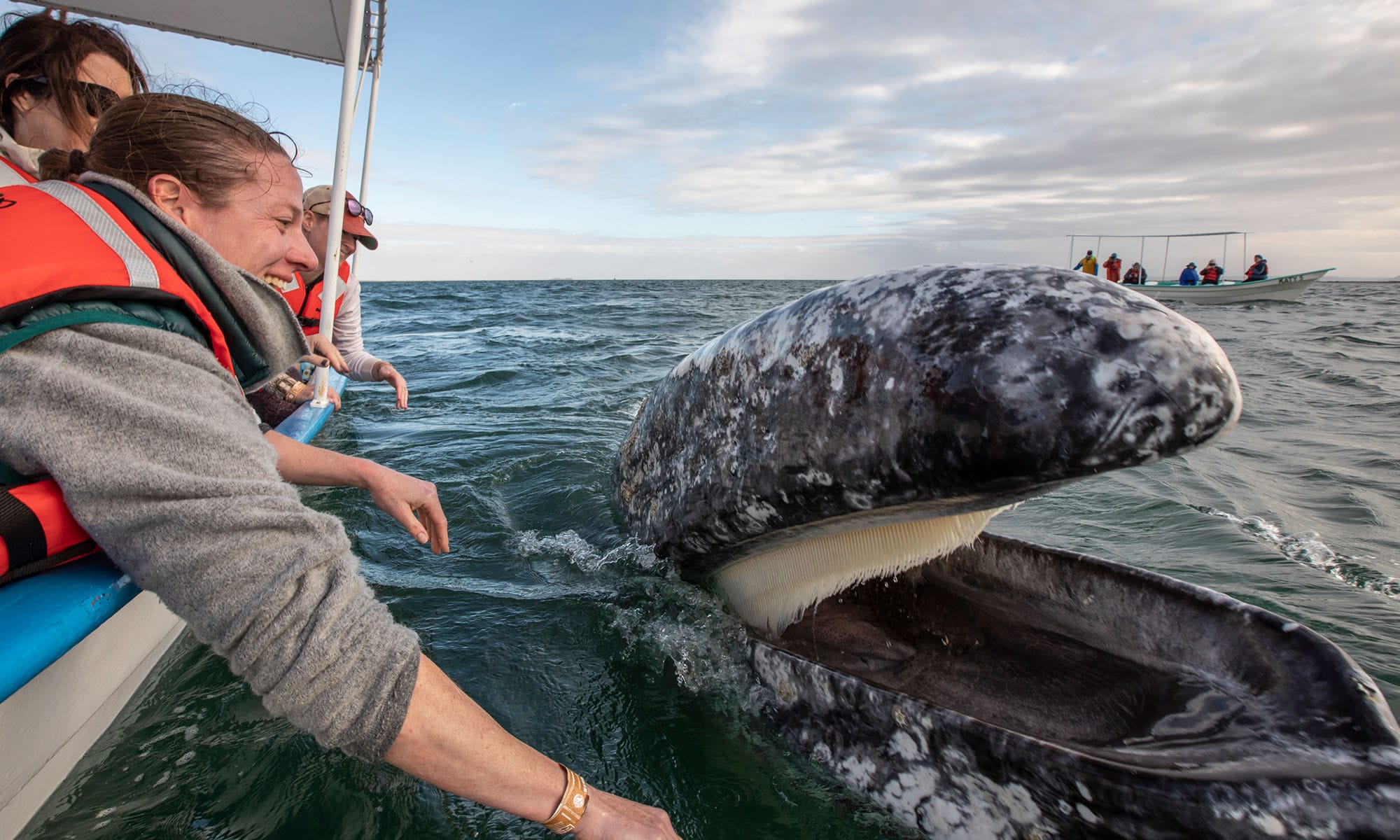 things-to-do-in-Baja-California-sur-pet-Whales-San-Ignacio-Lagoon