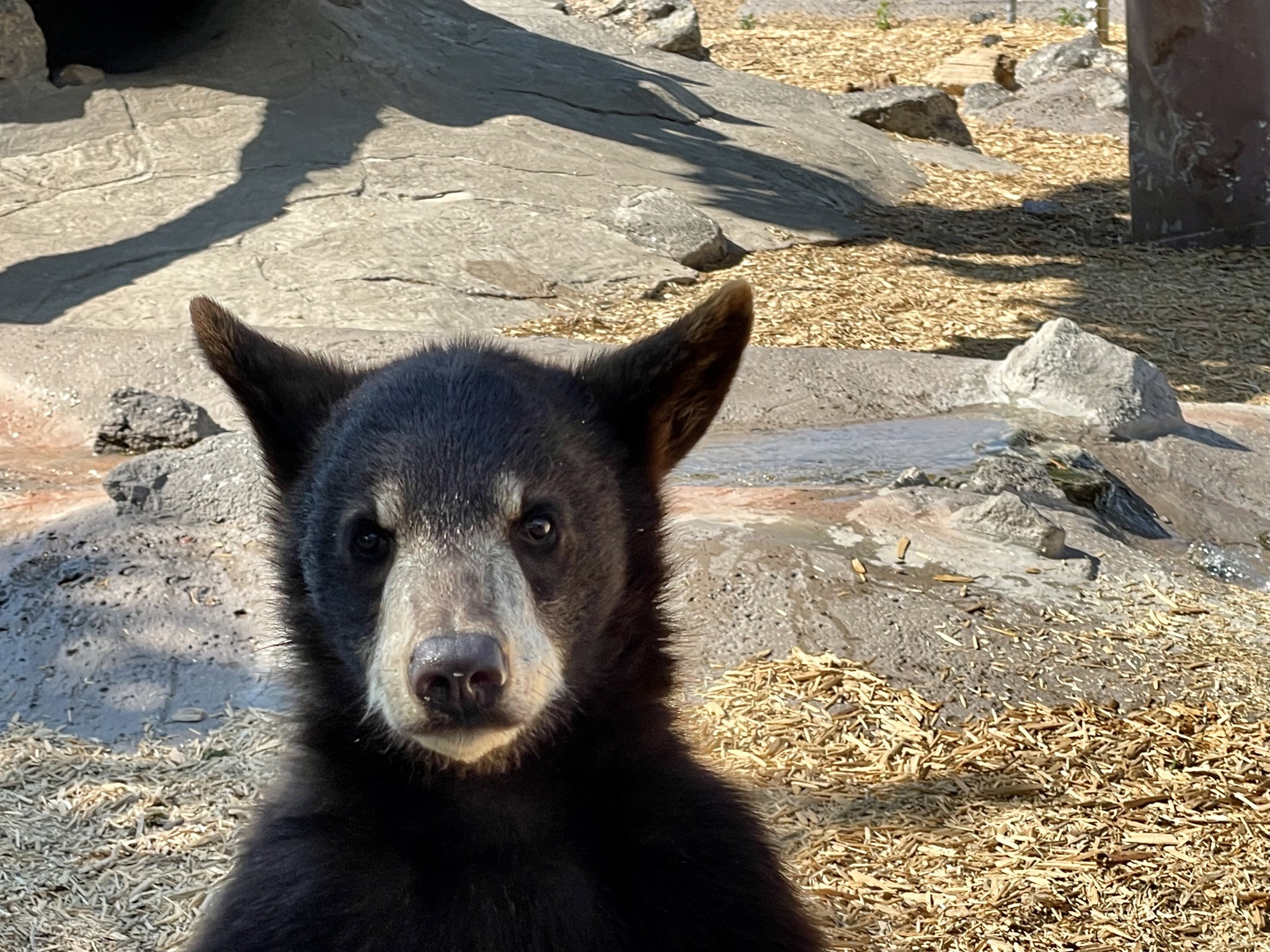 things-to-do-in-Rexburg-Idaho-Yellowstone-Bear-World